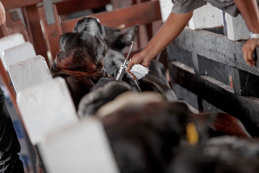 Vacinação contra febre aftosa pretende alcançar rebanho de 365 mil bovinos e bubalinos no Amapá
