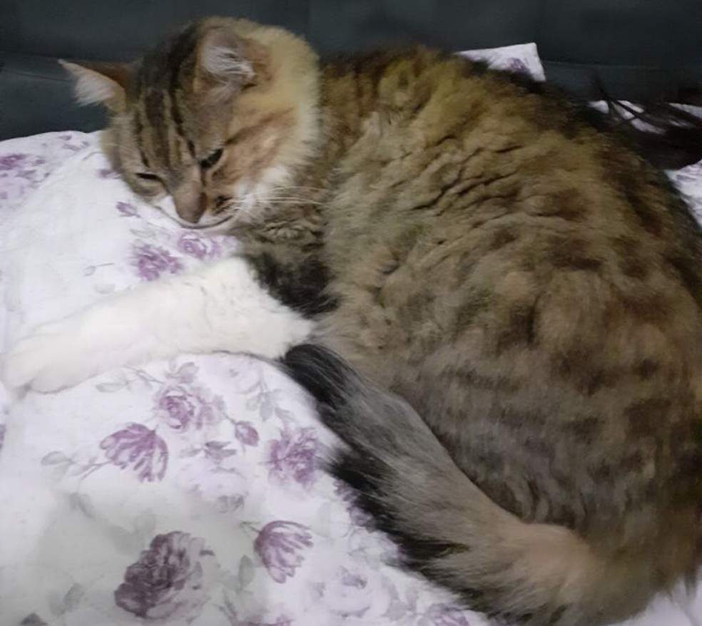 Sushi, gato da família Hiroshi de Itapetininga (SP), já na fase adulta — Foto: Arquivo pessoal/Fernando Hiroshi 