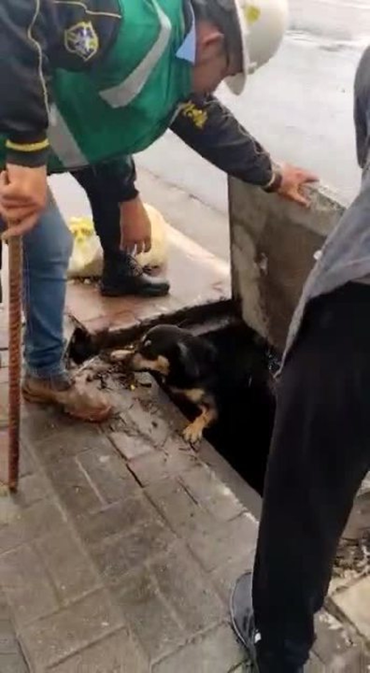 Cão é resgatado pela GCM de SP após cair dentro de bueiro na Zona Leste da cidade; veja vídeo