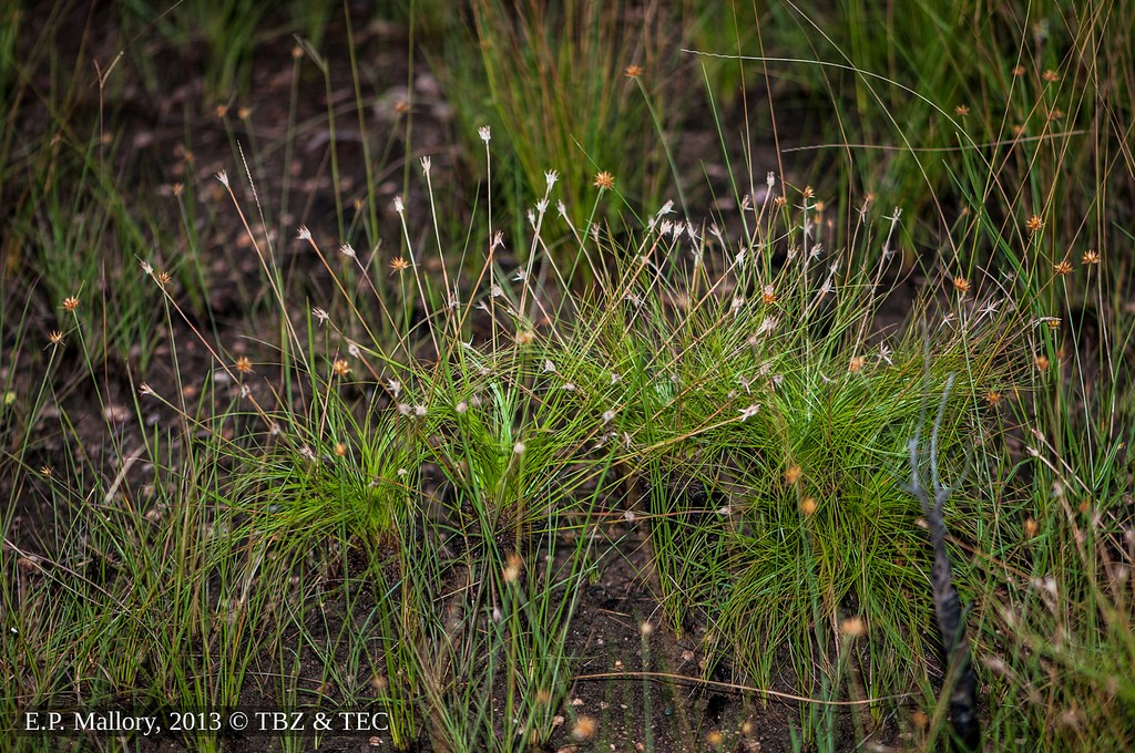 Bulbostylis paradoxa, uma erva perene da família Cyperaceae, conhecida popularmente como cabelo-de-índio (Foto: E.P. Mallory/ Creative Commons)