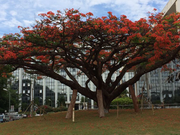 Flamboyant florido em frente ao Tribunal de Justiça do DF (Foto: ACS TJDFT/Divulgação)