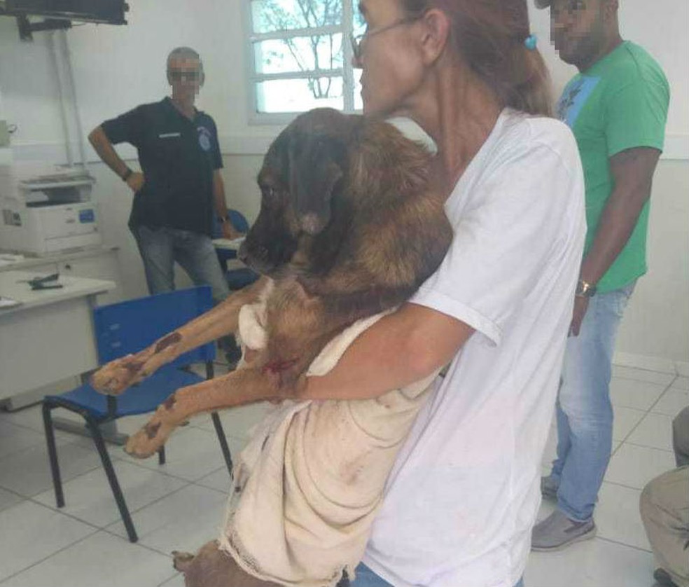 ApÃ³s o caso, cachorro foi encaminhado para uma ONG da cidade.  â Foto: Blog do Braga