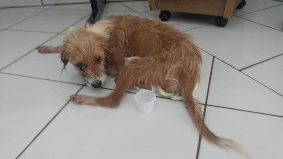 Animal apresenta desidratação e sinais característicos de cinomose e erlichiose canina — Foto: Polícia Ambiental