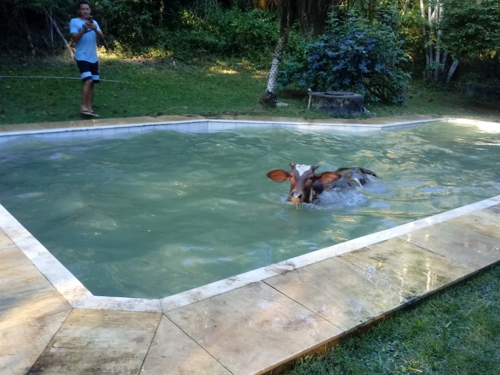 Vaca Cai Dentro De Piscina E E Resgatada Por Bombeiros Na Zona Rural De Marica No Rj Regiao Dos Lagos G1