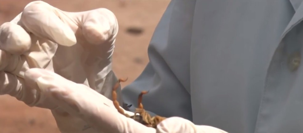 No ano passado, foram registrados 61 casos de picada de escorpião em Teixeira de Freitas — Foto: Reprodução/ TV Santa Cruz