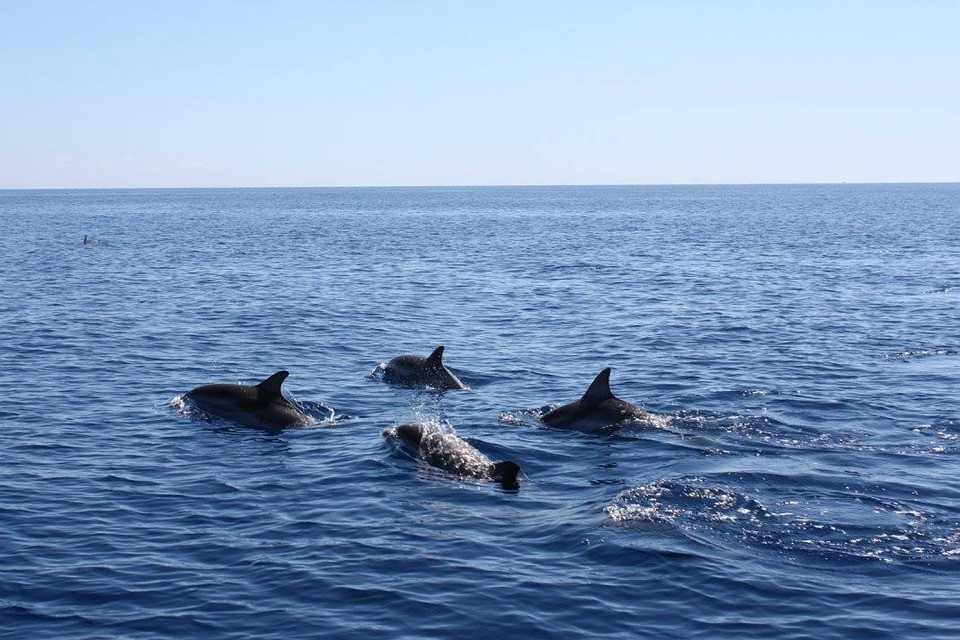 Golfinhos cantam para atrair e proteger as fêmeas (Foto: Creative commons)