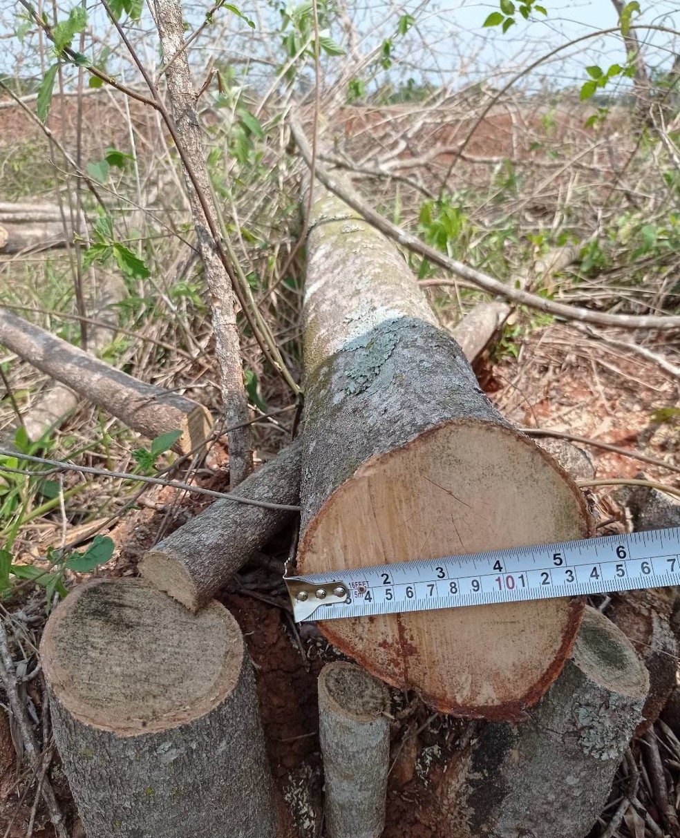 Sitiante foi multada em R$ 40 mil por supressão de vegetação e corte de árvores em Euclides da Cunha Paulista (SP) — Foto: Polícia Militar Ambiental