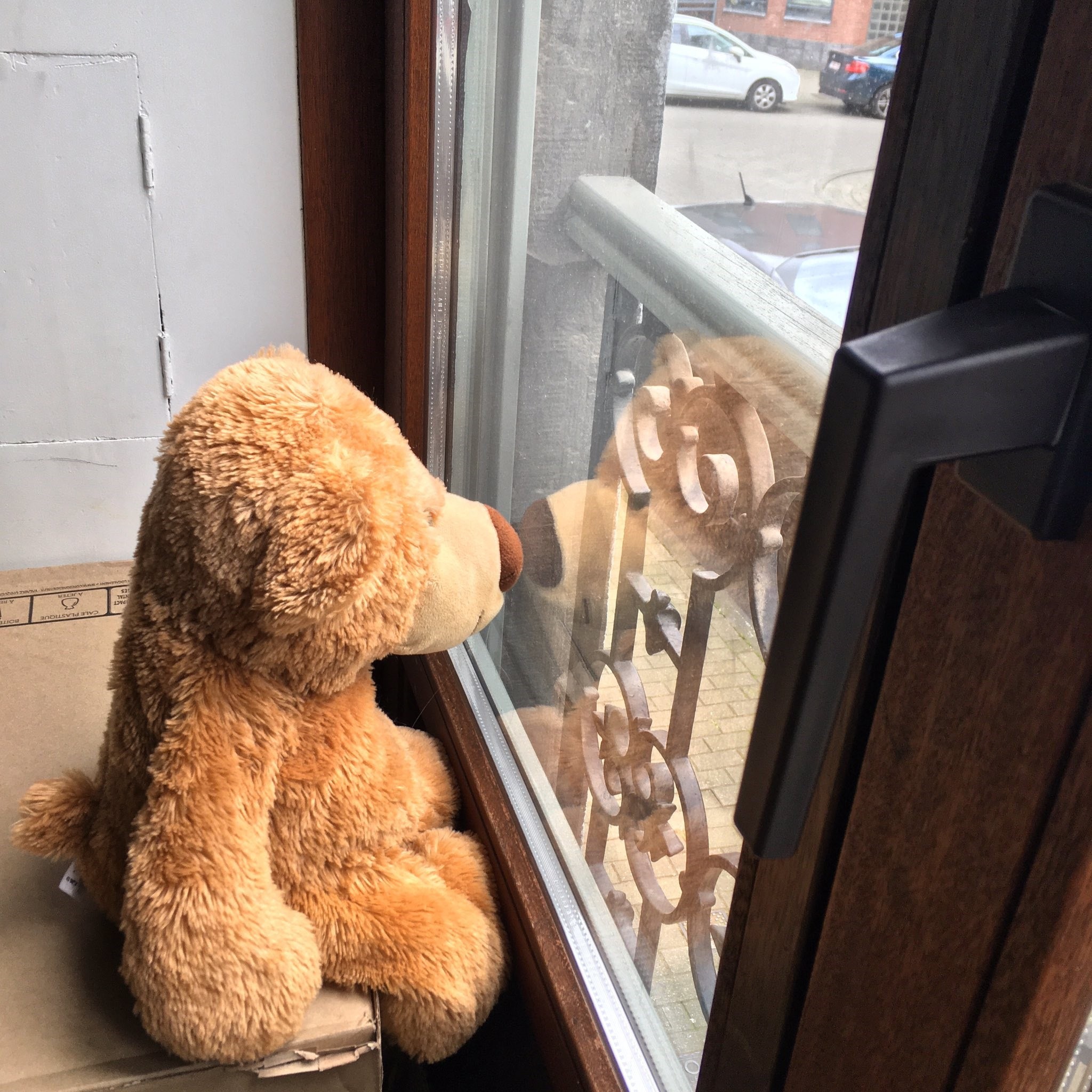 Urso em janela de Bruxelas, na Bélgica (Foto: Reprodução Twitter)