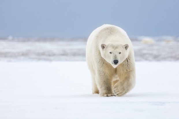 Arctic National Wildlife Refuge, Arctic, Alaska. (Foto: Getty Images)