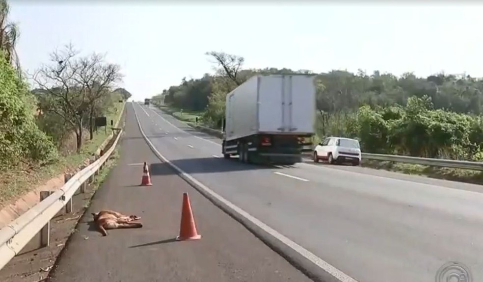 Onça foi atropelada na rodovia que liga Bauru e Arealva  — Foto: TV TEM / Reprodução 