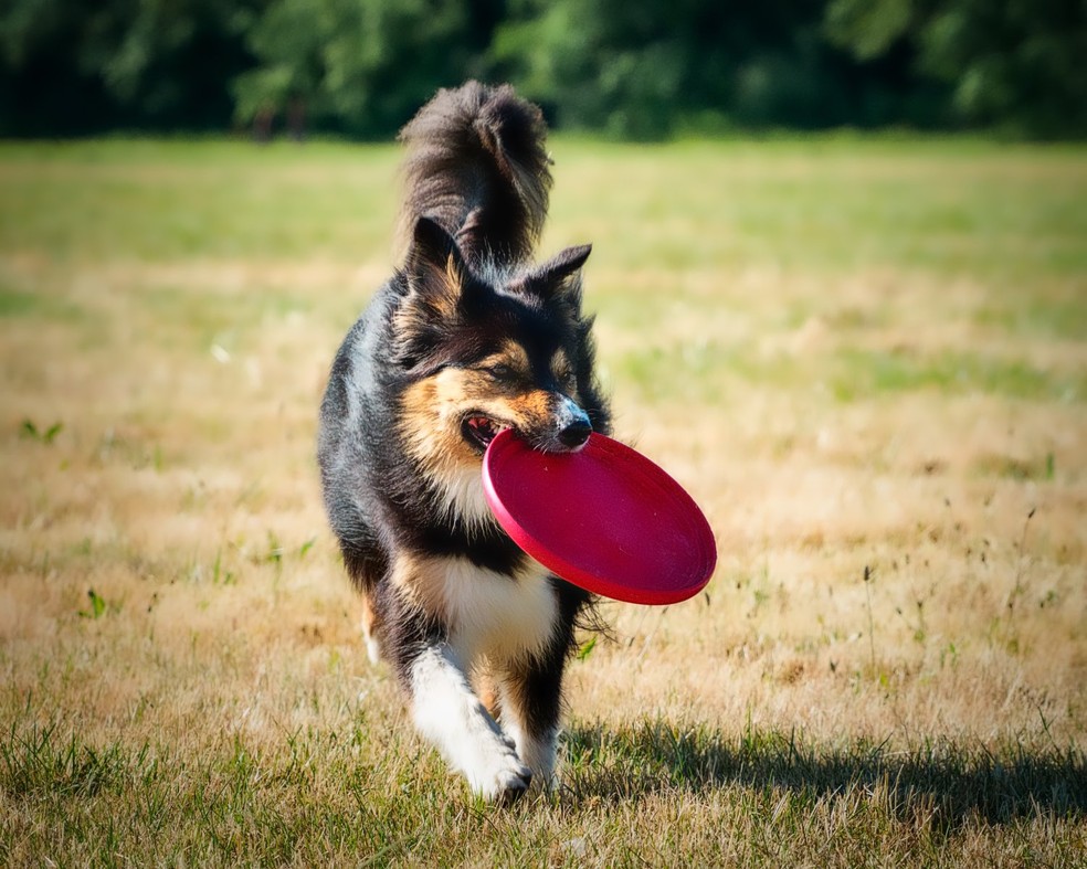 Genes identificados em cães pastores podem estar associados ao seu alto nível de energia e hiperfoco — Foto: Unsplash/ C Perret/ CreativeCommons