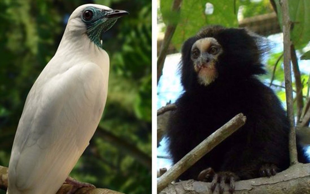 Araponga e macaco da espécie Callithrix fazem parte da lista  (Foto: Marcos Kawall e Daniel Perrella/SVMA )