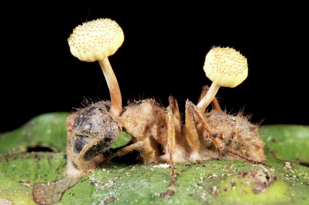 Formiga hospedeira em estado terminal pós contaminação, com o ciclo de reprodução do fungo completo pronto para expelir os esporos — Foto: Dr. Morley Read