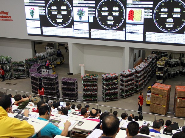 G1 - Veiling Holambra prevê alta de 4% no faturamento de flores neste  finados - notícias em Campinas e Região