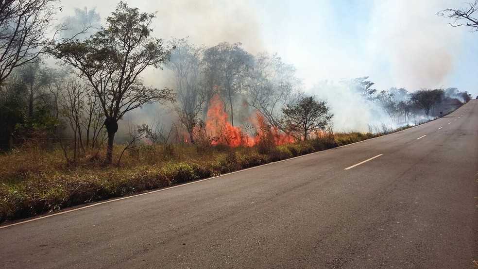 Incêndio atingiu reserva florestal em Presidente Epitácio (Foto: Djalma Weffort/Apoena)