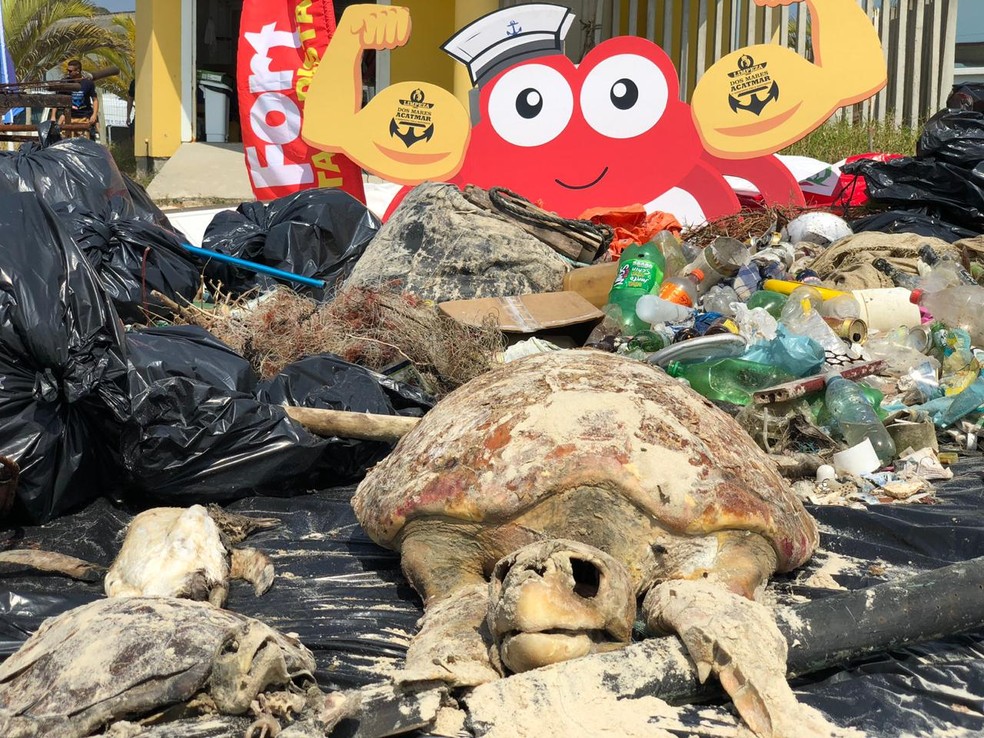 Duas tartarugas e um pinguim mortos foram recolhidos durante limpeza â Foto: Acatmar/DivulgaÃ§Ã£o