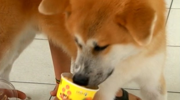 Empresa cria sorvete para cachorros (Foto: Reprodução)