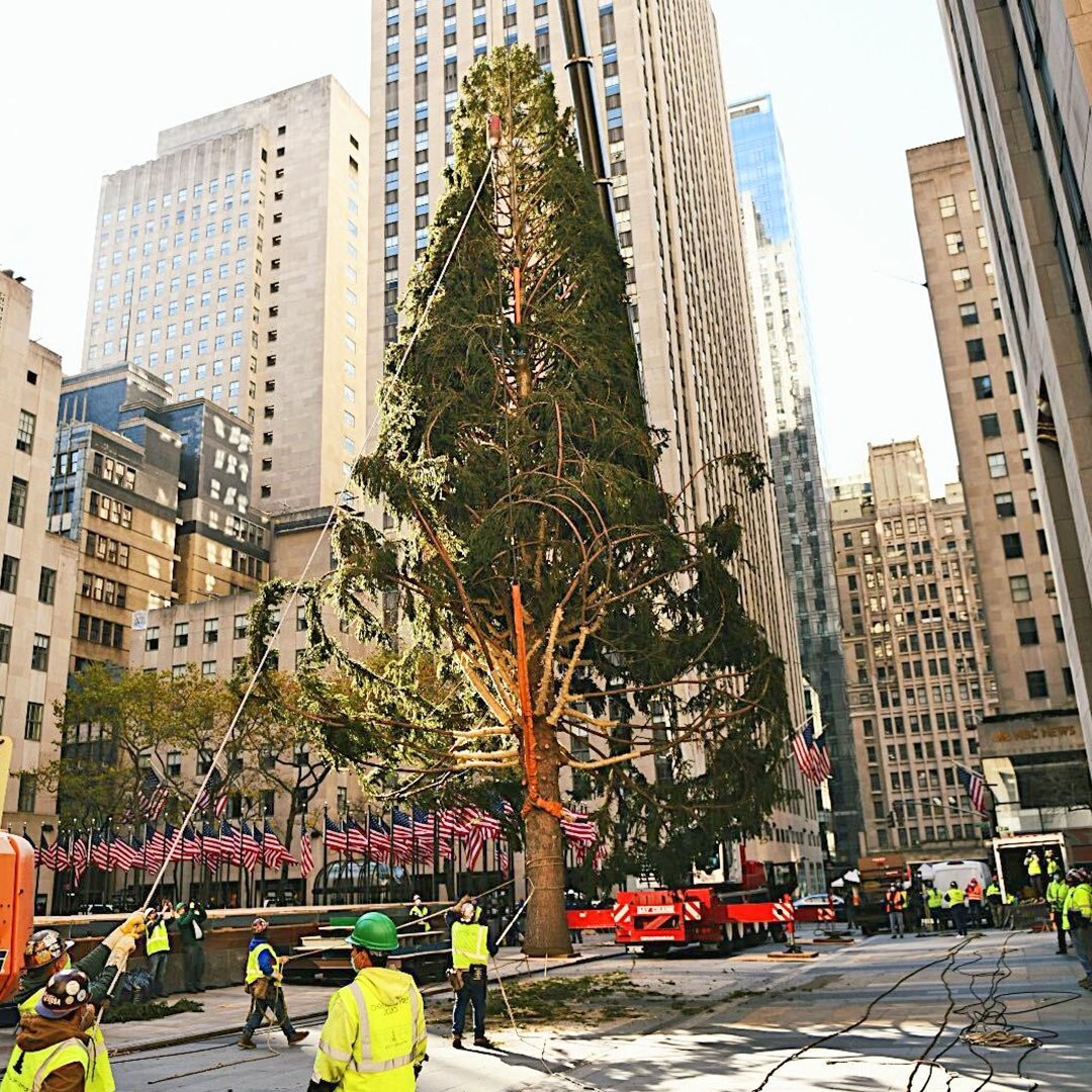 Famosa árvore de Natal de Nova York aparece 