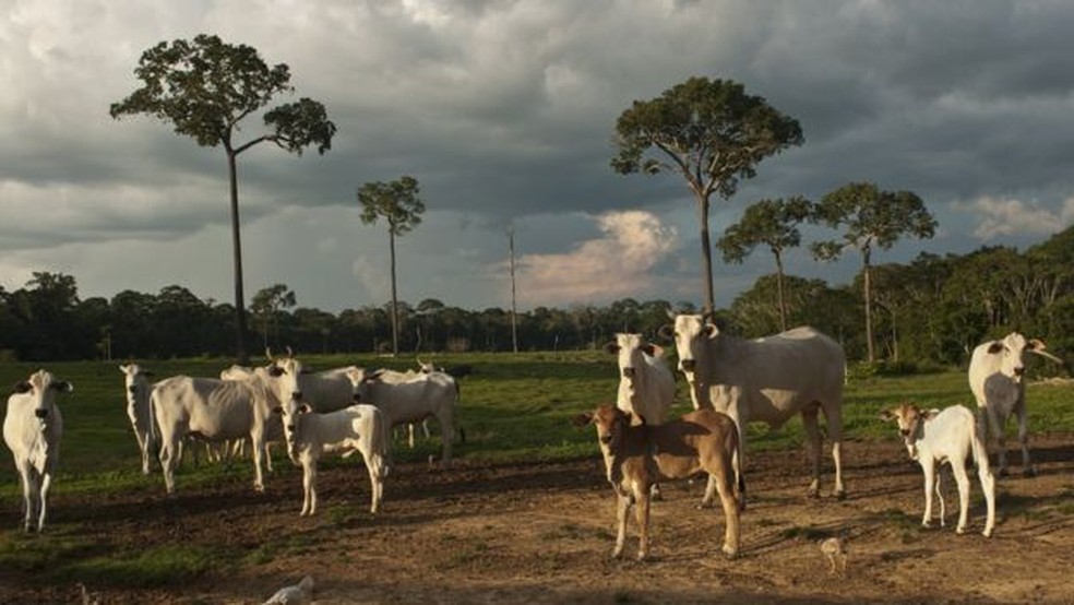  Brasil é um dos maiores produtores e exportadores de carne bovina do mundo  (Foto: Getty Images)
