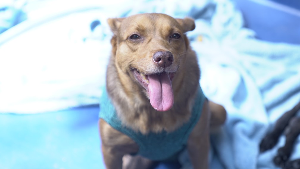 Princesa ficou paraplégica após ser atropelada. Ela usa um colete após passar por uma cirurgia — Foto: Affonso Andrade/ G1