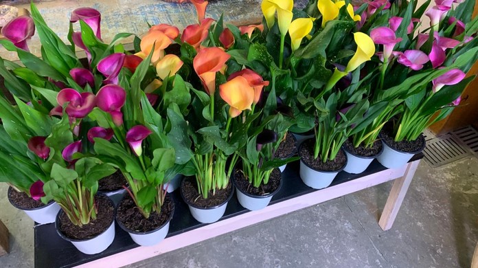 Copos De Leite Colorido Aprenda A Plantar Flor Em Casa E De Casa Gshow