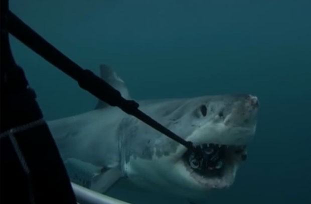 Tubarão mordeu equipamento com seis câmeras acopladas (Foto: Reprodução/YouTube/ 360Heros)
