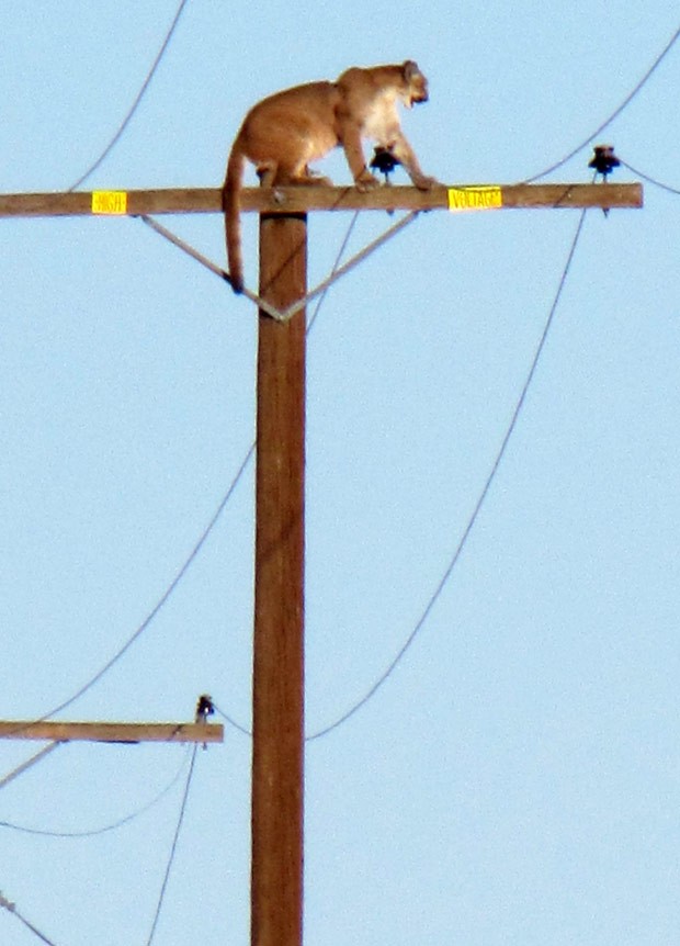 Puma foi visto no topo do poste durante toda a tarde de terça-feira  (Foto: Peter Day/The Victor Valley Daily Press/AP)