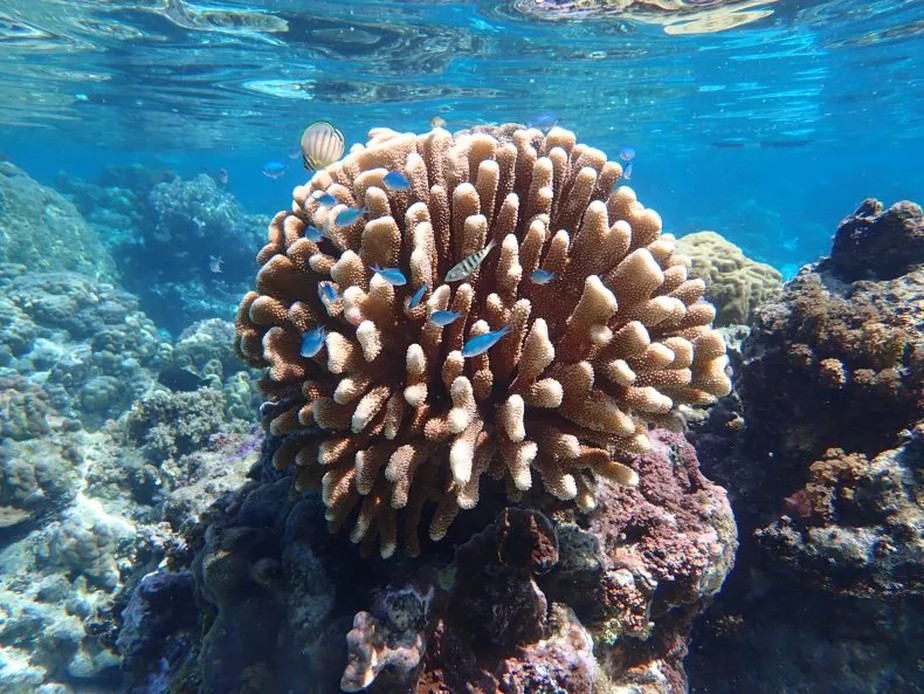 As fezes de peixe podem atuar como um 'probiótico de coral' nos recifes de coral.