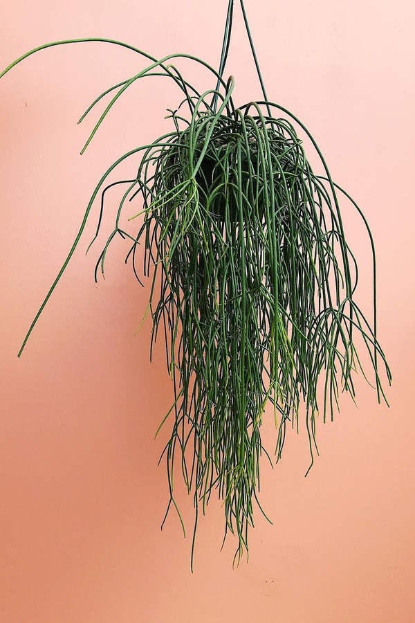 Conheça a ripsális-macarrão, cacto que faz sucesso como planta pendente -  Casa Vogue | Paisagismo