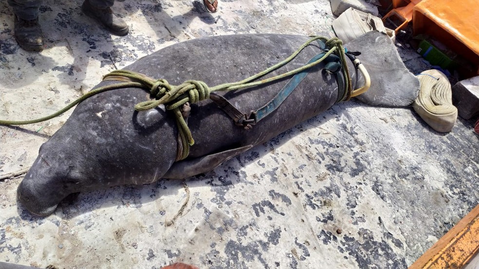 Peixe-boi é encontrado morto após encalhar no litoral do Piauí  — Foto: Divulgação