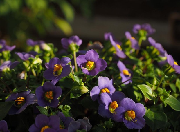 O gênero botânico Saintpaulia possui mais de 20 espécies de violetas com pétalas de várias cores (Foto: Pixabay / Hans / Creative Commons)