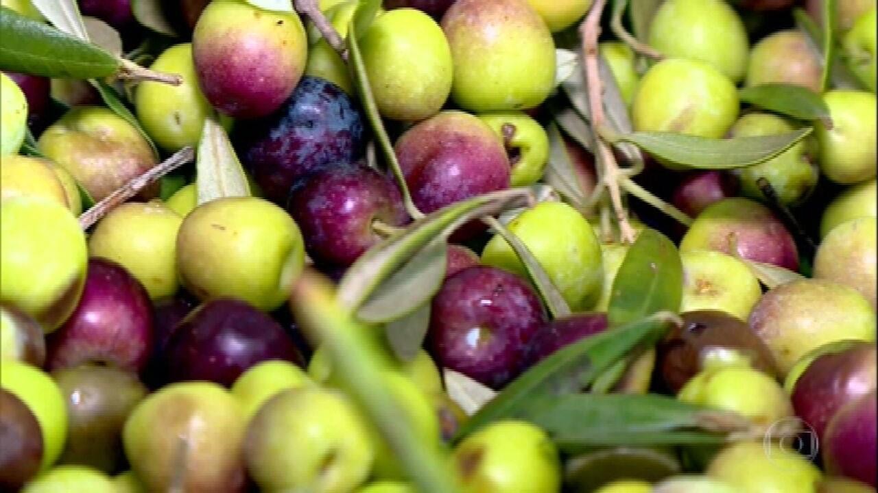 Agricultores gaúchos colhem azeitona e esperam aumento da safra