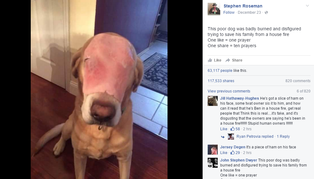 Foto de cachorro enganou usuários do Facebook (Foto: Reprodução)