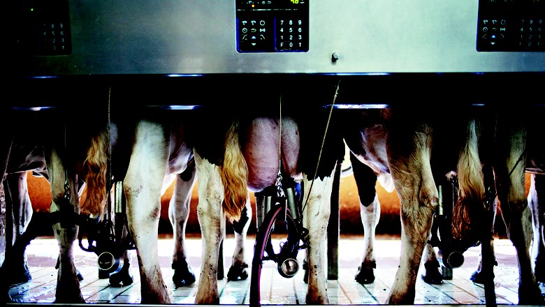 leite-pecuaria-ordenha-automatizada-pecuaria-leiteira (Foto: Ernesto de Souza/Ed. Globo)
