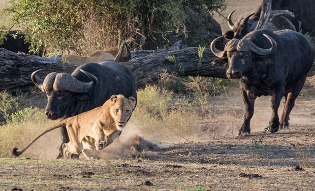 Leão jovem fugiu desesperado ao ser perseguido por manada de búfalos (Foto: Tim Driman/Caters/Grosby Group)