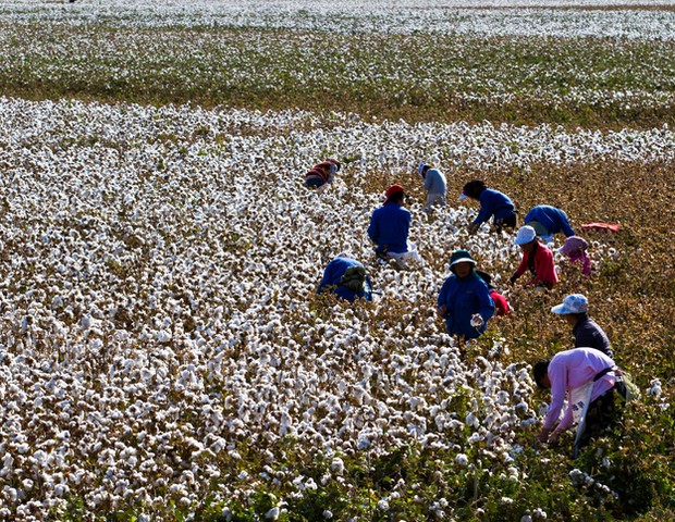 Trabalhadores na colheita de algodão na província chinesa de Xinjiang (Foto: Getty Images)