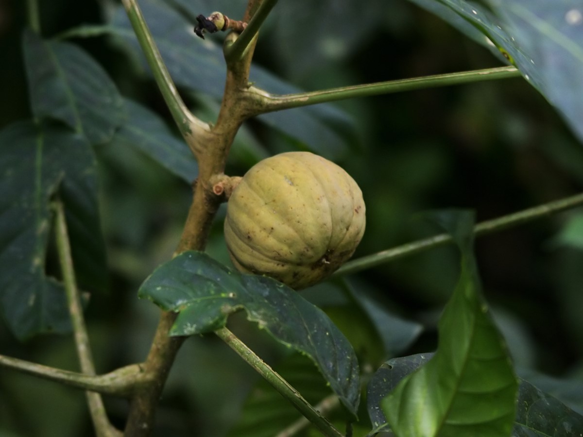 Se tentar comer uma semente do açacu, também pode ter vômito e diarreia (Foto: Flickr / Hans Hillewaert / CreativeCommons)