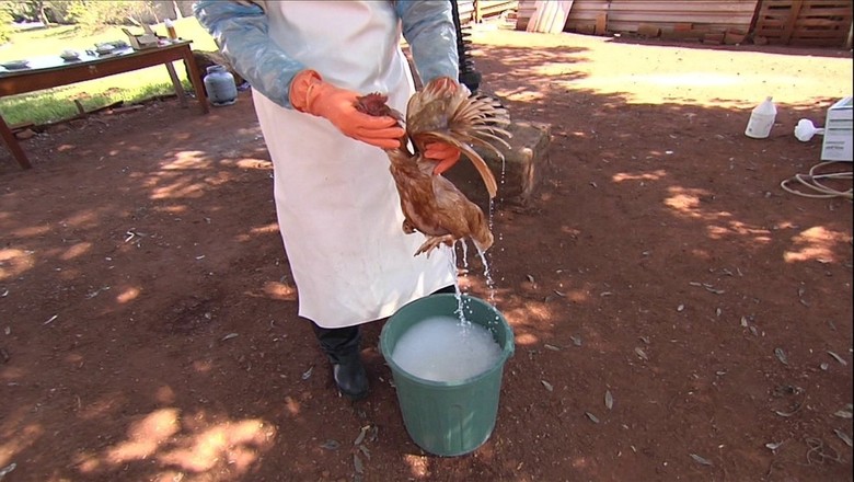 galinha-piolho-tratamento (Foto: Reprodução/TV Globo)