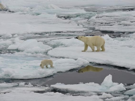 Organização Meteorológica Mundial alerta para recorde de alta de temperatura no Ártico  (Foto: WMO)