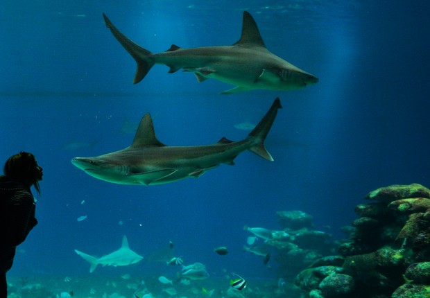 Tubarões podem ser vítimas na fabricação da vacina contra a covid-19 (Foto: Getty Images)