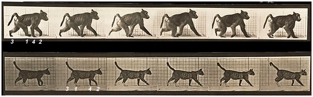 Imagens mostram uma comparação do caminhar de um primata (o babuíno, no alto) - em sequência diagonal - e o caminhar de um mamífero não primata (o gato, embaixo) - em sequência lateral  (Foto: Muybridge E (1887)/Divulgação  )