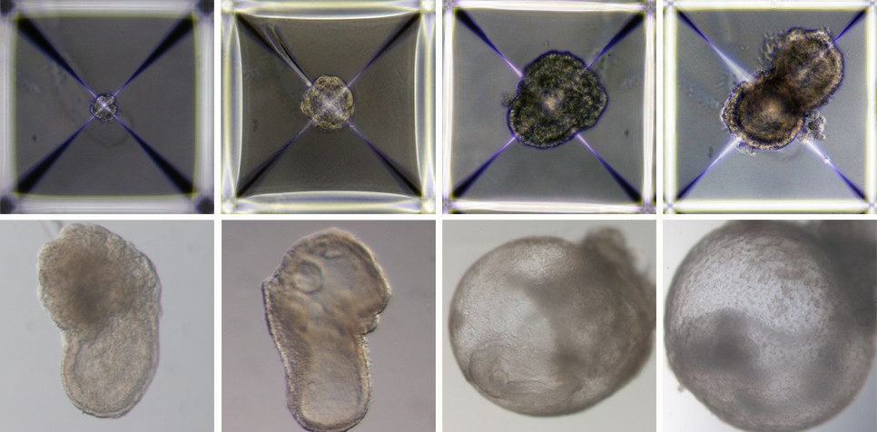 Desenvolvimento de modelos de embriões sintéticos do dia 1 (canto superior esquerdo) ao dia 8 (canto inferior direito). (Foto: Reprodução/Weizmann Institute of Science)
