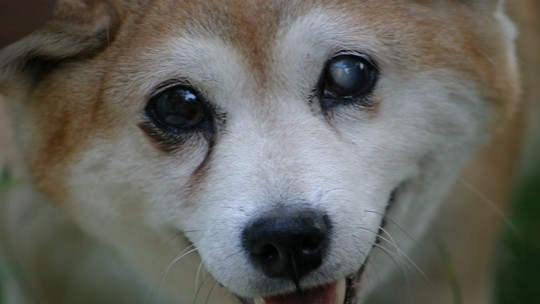 Ceratoconjuntivite: saiba tudo sobre a doença do olho seco em cães e gatos