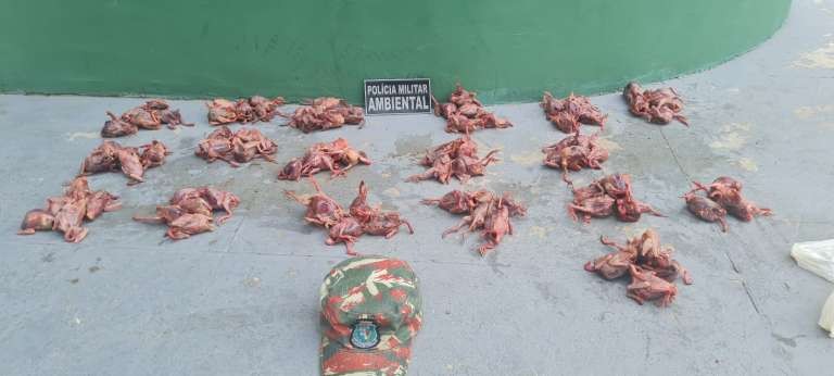 Dois homens são detidos com 88 aves silvestres abatidas congeladas em freezer em Sobral, no Ceará