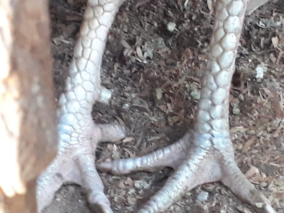 Galos em situação de maus-tratos foram localizados em Dracena — Foto: Polícia Militar Ambiental