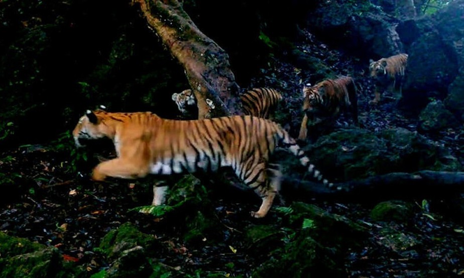 Tigresa caminha com seus três filhotes em uma floresta na Tailândia