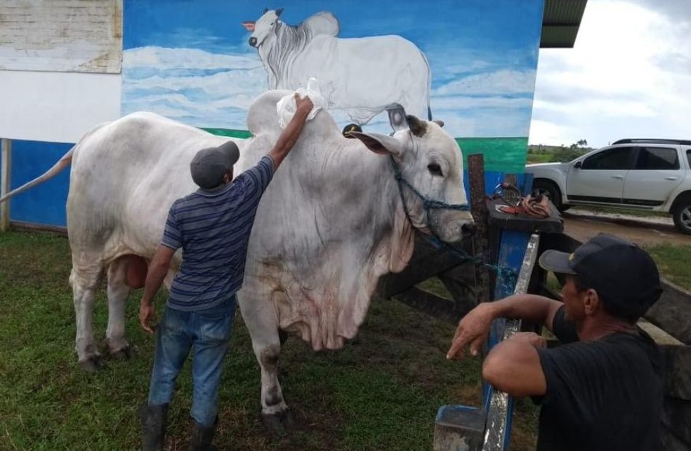 Touro vive em uma propriedade em Cruzeiro do Sul â€” Foto: Adelcimar Carvalho/G1
