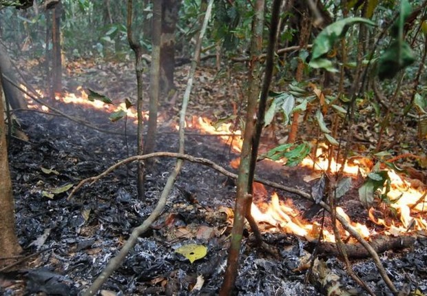 BBC - Incêndios florestais na Amazônia são feitos de fogos bem pequenos, com chamas de 30 cm de altura que se movem muito devagar durante dias e dias de queima (Foto: ERIKA BERENGUER/DIVULGAÇÃO via BBC News)