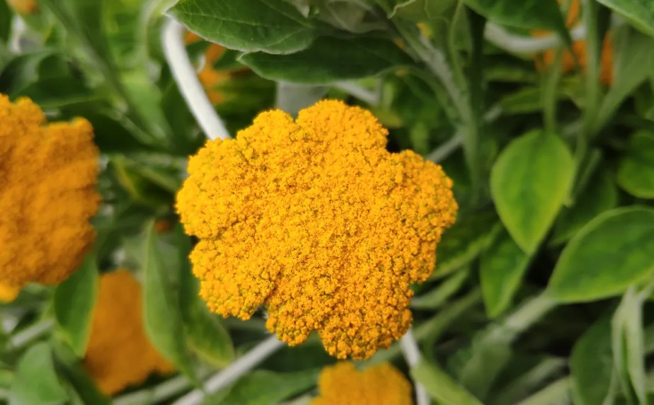 Cientistas israelenses descobriram que a planta sul-africana Helichrysum umbraculigerum, com flor amarela, produz compostos químicos semelhantes aos da cannabis