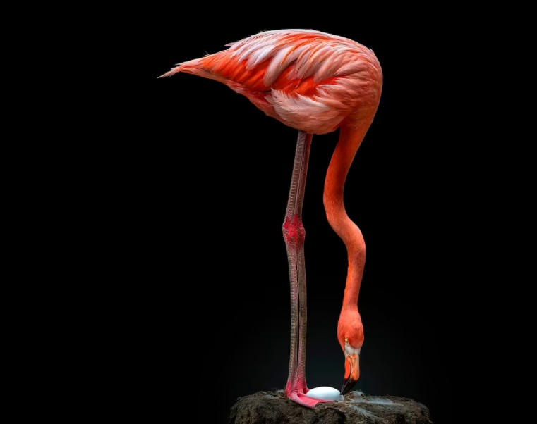 Flamingo checando seu ovo (Foto: Pedro Jarque Krebs)